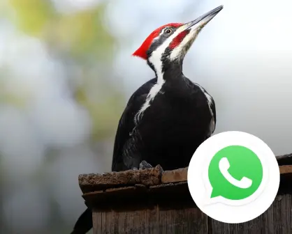 ¿Cómo activar el modo pájaro carpintero por WhatsApp?