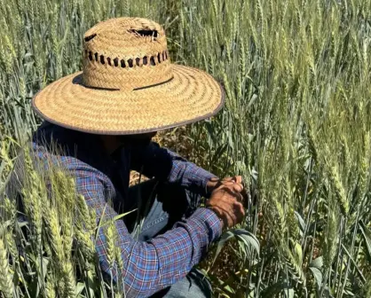 Avanza al 72% el pago de apoyos a productores en Sinaloa