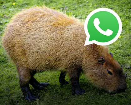 Dale un toque único y aprende a cómo Activar el Modo Capibara en WhatsApp