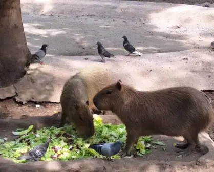 Datos curiosos de los Capibaras: El roedor más grande del mundo