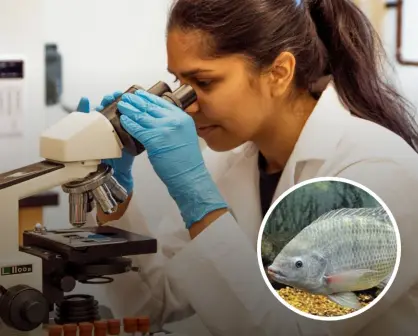 Piel de tilapia: el innovador tratamiento de quemaduras que acelera la cicatrización