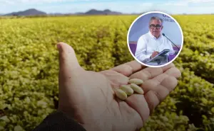 Rocha plantea apoyar siembra de frijol en Sinaloa bajo agricultura por contrato