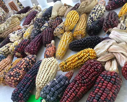 Invitan a Feria del Maíz y la Agrobiodiversidad