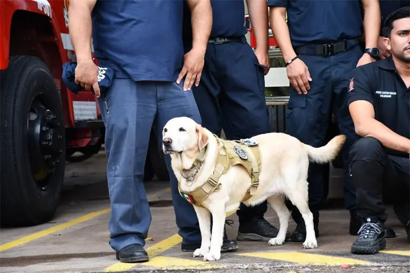 Arias, la perra de rescate, y GERUM devuelven la tranquilidad a familia en Culiacán. CortesíaTBN