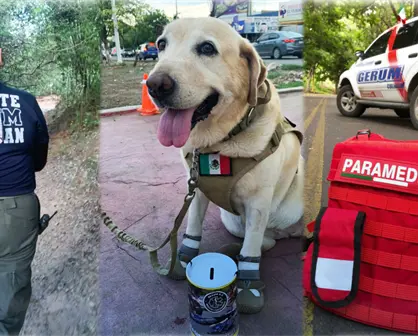 Arias, perra de rescate de GERUM, localiza sano y salvo a adulto mayor tras 52 horas perdido en Culiacán