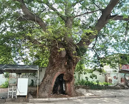 Conoce el Huanacaxtle centenario que da sombra y orgullo a Navolato. Es el guardián del Centro.